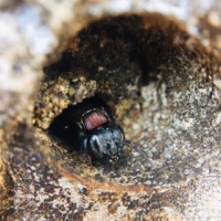 Abejas Sin Fronteras en Instagram 1