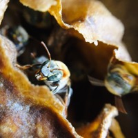 Abejas Sin Fronteras en Instagram 2
